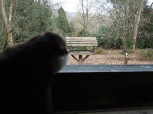 Birdwatching at Bicton